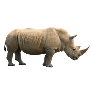 Rhino PNG-24781